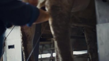 Cow milking process in technological robotic cowshed close up. Farmer getting milk from udder cattle standing in mechanical carousel. Producing fresh organic milk on modern dairy manufacture. 