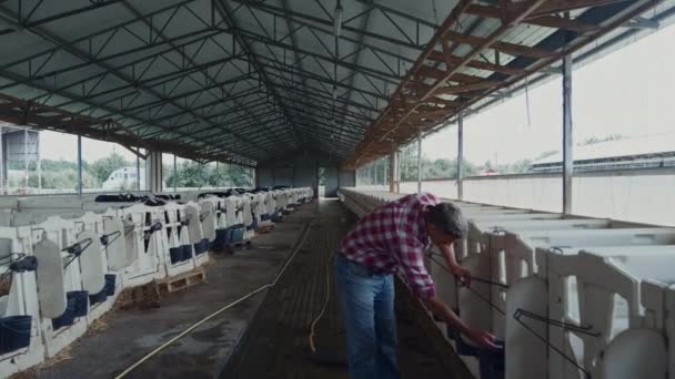 Farmer Feeding Little Calf Veterinary Compartment Newborn Animals Modern Cowshed — Vídeos de Stock