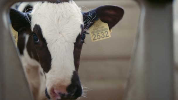 Small Cute Calf Waiting Food Agricultural Farm Closeup Adorable Newborn — Stockvideo