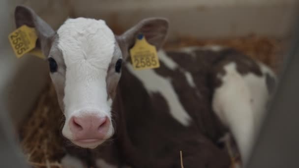 Adorable Small Calf Relaxing Straw Agricultural Cowshed Close Newborn Pretty — Video