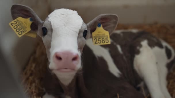 Adorable Young Cow Looking Camera Relaxing Hay Modern Veterinary Facility — Stock Video
