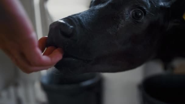 Funny Black White Calf Licking Hand Unknown Farmer Dairy Farm — Vídeo de Stock
