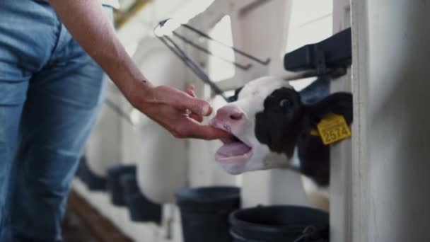 Small Cute Calf Chewing Worker Hand Standing Cowshed Stall Newborn — Vídeo de Stock