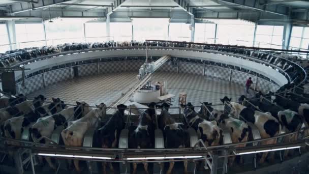 Automated System Cow Milking Modern Technological Farm Cattle Milk Production — ストック動画