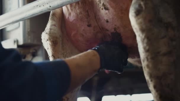 Farmer Getting Cow Milk Using Hands Industrial Farm Closeup Milking — стоковое видео