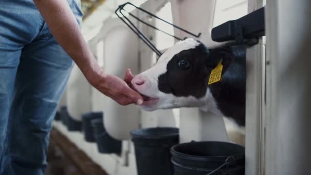 Small Black White Cow Marked Ears Licking Hand Unknown Farmer — Stockvideo