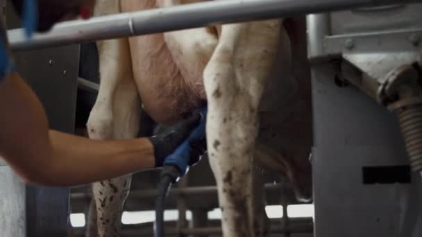 Ranch Worker Man Washing Udder Milking Process Modern Barn Close — стоковое видео