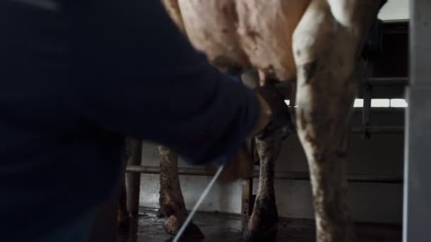 Unknown Farmer Milking Cow Technological Ranch Modern Equipment Close Process — Vídeo de Stock