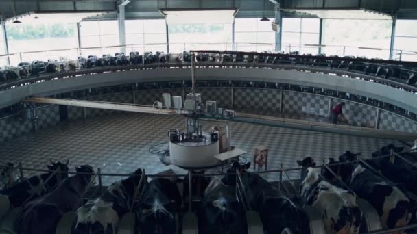 Technological Cow Milking Rotary Carousel Modern Automatic Cowshed Producing Milk — 图库视频影像