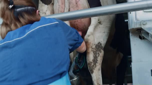 Barn Worker Putting Milking Equipment Cow Udder Get Lactose Food — Video