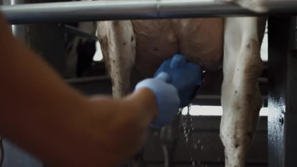 Farmer Cleaning Cow Udder Using Modern Equipment Technological Dairy Farm — Wideo stockowe