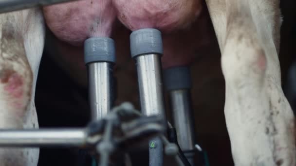 Technological Cows Milk Pumping Automat Working Cattle Udder Close Modern — Stock video