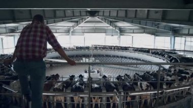 Arka plan çiftçisi, otomatikleştirilmiş modern çiftlikteki sağma sistemini kontrol ediyor. Odaklanmış tarım işletmeleri sahibi, süt ürünlerini mekanik atlıkarınca ile inceliyor. Teknolojik çiftçilik kavramı.