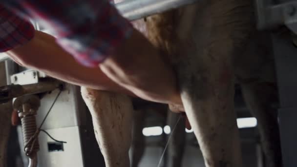 Farmer Hands Milking Cow Modern Technological Livestock Facility Close Professional — стоковое видео