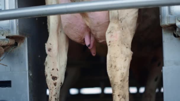 Farmer Putting Milking Pump Device Udder Cow Standing Technological Cowshed — Video Stock