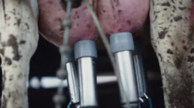 İnek sağma otomatı mekanik ahırdan taze organik ürün alıyor. Zirai çiftlikteki memelerden otomatik süt üretimi. Çiftlik kavramında akıllı bilgisayar teknolojisi.