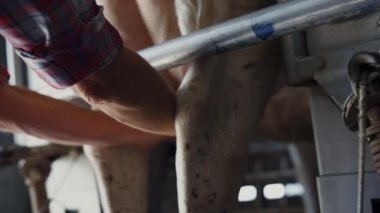 Endüstriyel süt çiftliğinde inek sağan tarım işçisi. Bilinmeyen profesyonel bir çalışan modern teknolojik ineklerin memelerinden süt alıyor. Tarım çiftliğinde organik gıda üretimi