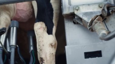 Modern cows milking system putting farmer on udder close up. Unknown ranch employee working in technological cowshed producing fresh dairy. Farm worker setting milk production automat on cattle.