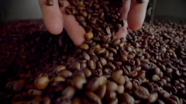 Hands pour coffee beans on large heap fresh aromatic harvest close up. Unknown man palms full of fragrant roasted seeds. Agriculturist holding coffee grains checking quality arabica crop indoors.