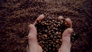 Agriculturist hands holding roasted coffee grains close up. Unknown man taking handful fragrant brown seeds from large heap fresh harvest. Macro view barista fingers touching tasty aromatic beans. 