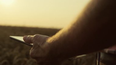 Farmer hands holding tablet in wheat field closeup. Agronomist using digital pad checking cereal harvest in sunlight. Unrecognized farm specialist work in countryside. Agriculture technology concept
