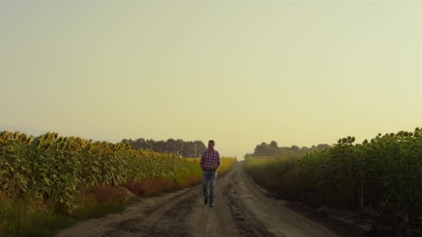 Agribusiness Owner Going Road Sunflower Field Farmer Inspecting Plantation Work — Stok video
