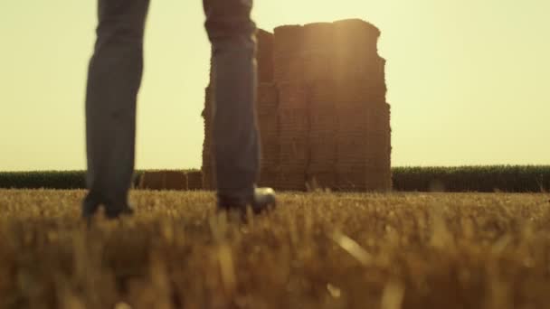 Farmer Walking Dry Straw Wheat Field Haystacks Checking Harvesting Results — Vídeo de stock