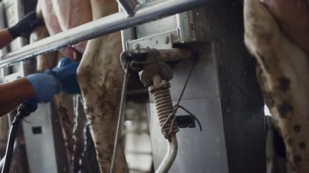 Неизвестный Работник Фермы Моет Вымя Коров Стоящих Роторном Автоматизированном Производстве — стоковое видео