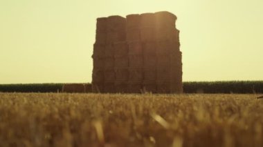 Straw bales pile field after harvest season. Large square haystack at farmland. Dry golden wheat hay rolls on eco ranch in warm sunlight. Summer rural countryside view. Agricultural business concept.