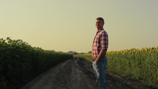 Agronomist Looking Sunflower Field Evening Sunlight Focused Farmer Inspect Yellow — Stockvideo