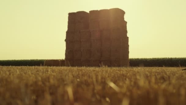 Straw Bales Pile Field Harvest Season Large Square Haystack Farmland — Stockvideo