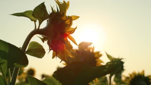 Близько Соняшнику Золоте Сонячне Світло Сільській Місцевості Квітуча Квіткова Краса — стокове відео