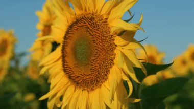 Sunflower head blooming sunlight at blue sky closeup. Beautiful yellow flower with golden petals on warm summer day. Organic growing monoculture at farmland field. Charming floral beauty concept.