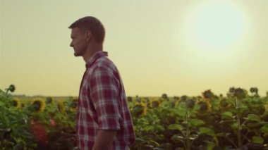 Farmer going sunflower field on sunset. Agronomist inspecting cultivated plants in golden sunlight. Successful man agribusiness owner walk check yellow plantation at farmland. Oil production concept.
