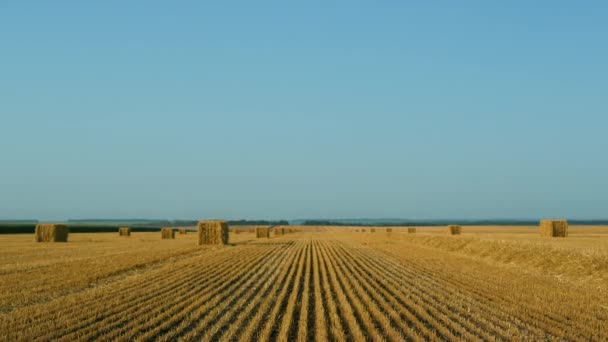 Wheat Haystack Field View Sunny Summer Day Organic Agricultural Business — 图库视频影像
