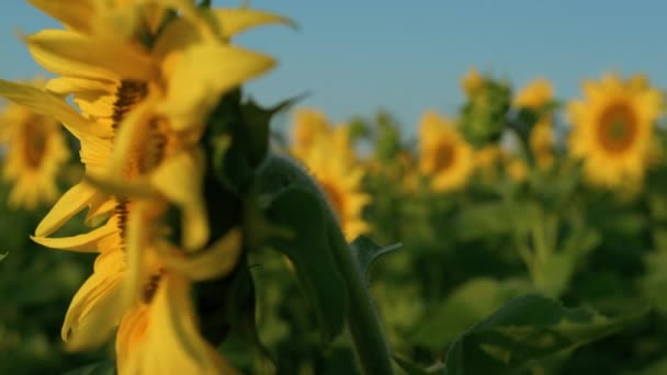 Closeup Golden Sunflower Blooming Morning Sunlight Countryside Field Beautiful Yellow — Vídeos de Stock