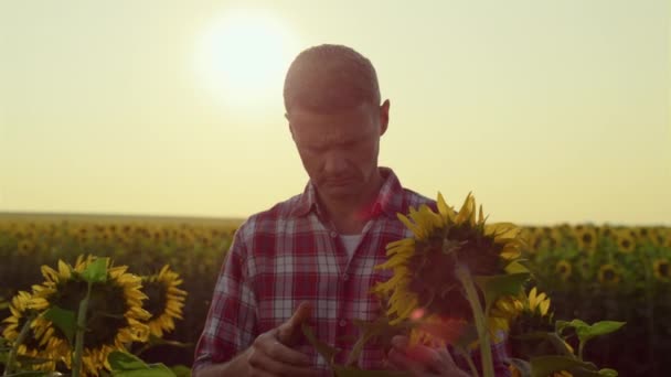 Agronomist Inspect Sunflower Plantation Golden Sunlight Farmer Work Field Check — Stockvideo