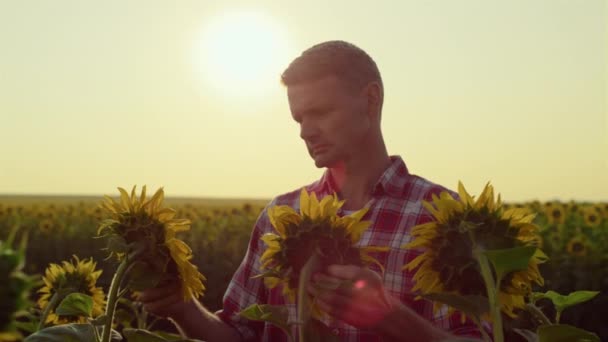 Agronomist Check Sunflower Harvest Golden Sunlight Focused Man Touch Plants — Vídeos de Stock
