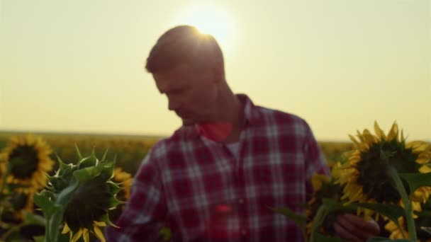 Farmer Checking Sunflower Field Golden Sunlight Focused Agronomist Inspect Yellow — Vídeos de Stock
