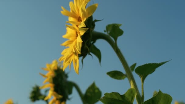 Sunflower Plant Blue Sky Golden Sunlight Closeup Yellow Blossom Reaching — 图库视频影像