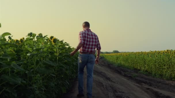 Man Walking Sunflower Road Summer Evening Farmer Inspecting Flower Harvest — Vídeo de stock