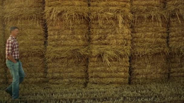 Farmer Walking Hay Stack Agricultural Farmland Worker Inspecting Rolls Pile — Vídeo de stock