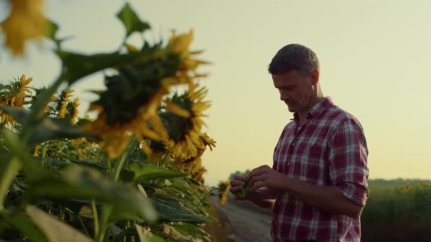 Farmer Examine Sunflower Seeds Tasting Cultivated Harvest Man Inspecting Crop — Vídeos de Stock
