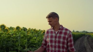 Focused farmer walking field road. Successful agrarian examine sunflower leaves on summer evening. Thoughtful agronomist farmland owner inspect monoculture crop in sunlight. Organic farming concept.