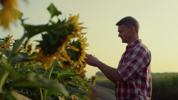 Farmer Examine Sunflower Plantation Autumn Evening Focused Agrarian Checking Seeds — Vídeos de Stock