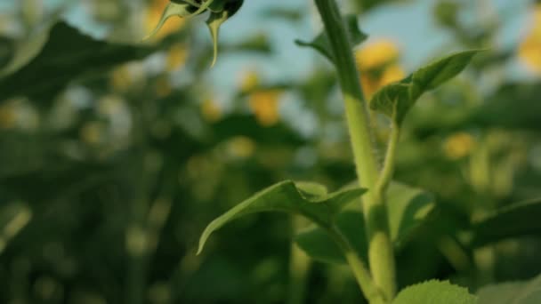Зелене Соняшникове Поле Досягає Сонця Крупним Планом Невідкрита Квітка Сонячному — стокове відео