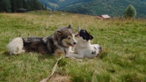 Παιχνιδιάρικα Σκυλιά Ξαπλώνουν Πράσινο Γρασίδι Την Ηλιόλουστη Μέρα Κοντά Ενεργά — Αρχείο Βίντεο