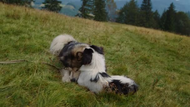 Δύο Σκυλιά Παίζουν Ξαπλωμένη Πλαγιά Πράσινο Γρασίδι Βουνά Κοντά Pedigree — Αρχείο Βίντεο