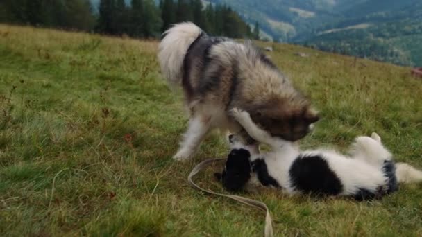 Fluffy Husky Playing White Black Mongrel Dog Lying Green Hill — Vídeos de Stock