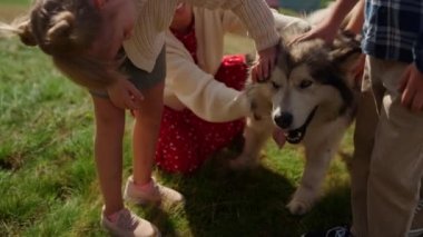 People hands petting furry pet on hill. Fluffy healthy husky enjoy family walk on green meadow sunny day close up. Unrecognizable parents children spending holiday with friendly dog in mountain. 